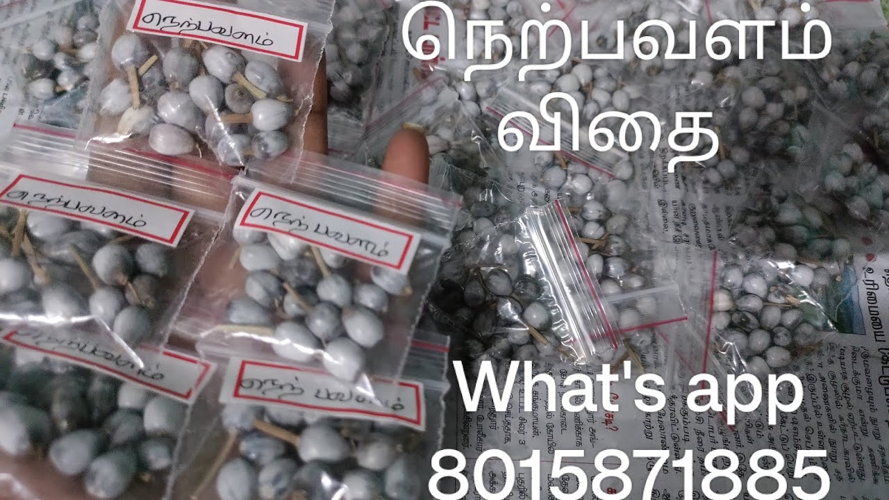 நெற்பவளம் விதை ,Nerpavalam seeds available for sale @ 25rs What's app 8015871885 #sale #seeds