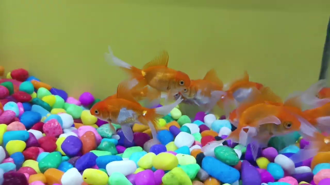 new fish add natural aquarium junagadh 2/8/2024