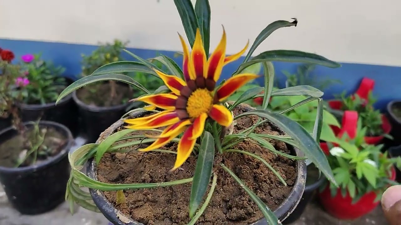 gazania flower after cutting and Care 💐