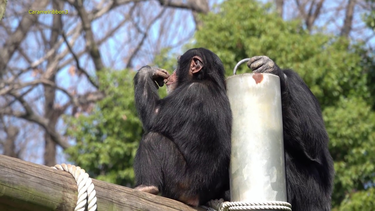 Mar 2019 Tama zoo chimps #2
