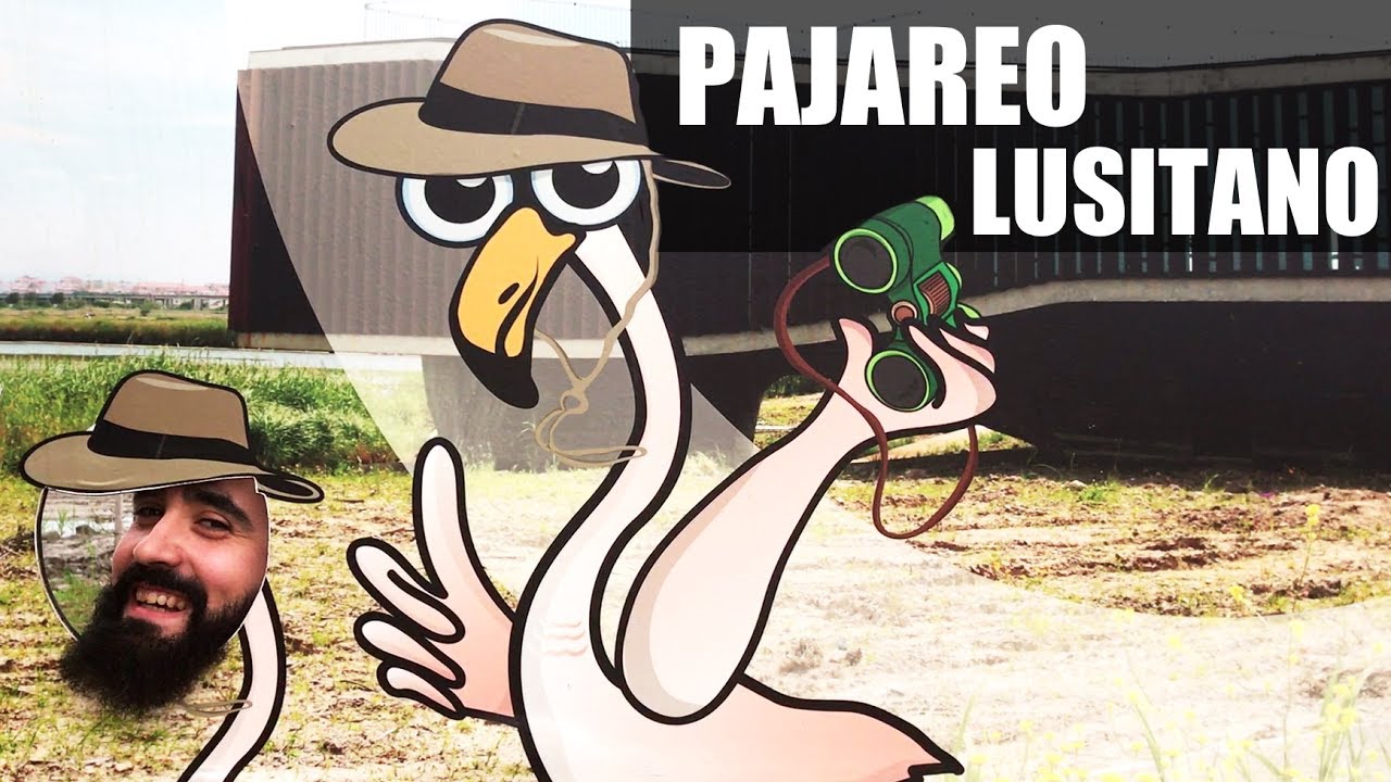 PAJAREO LUSITANO: Observación de aves en la Ría de Aveiro, Portugal