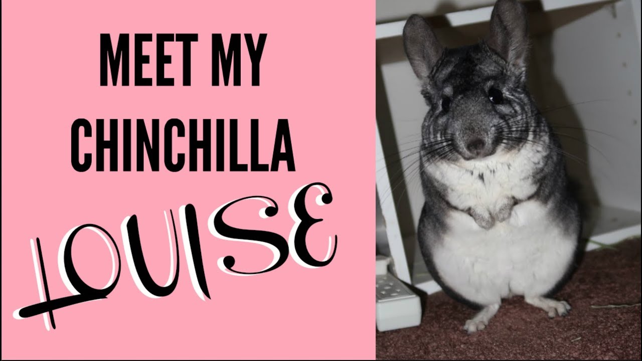 MEET MY CHINCHILLA// LOUISE