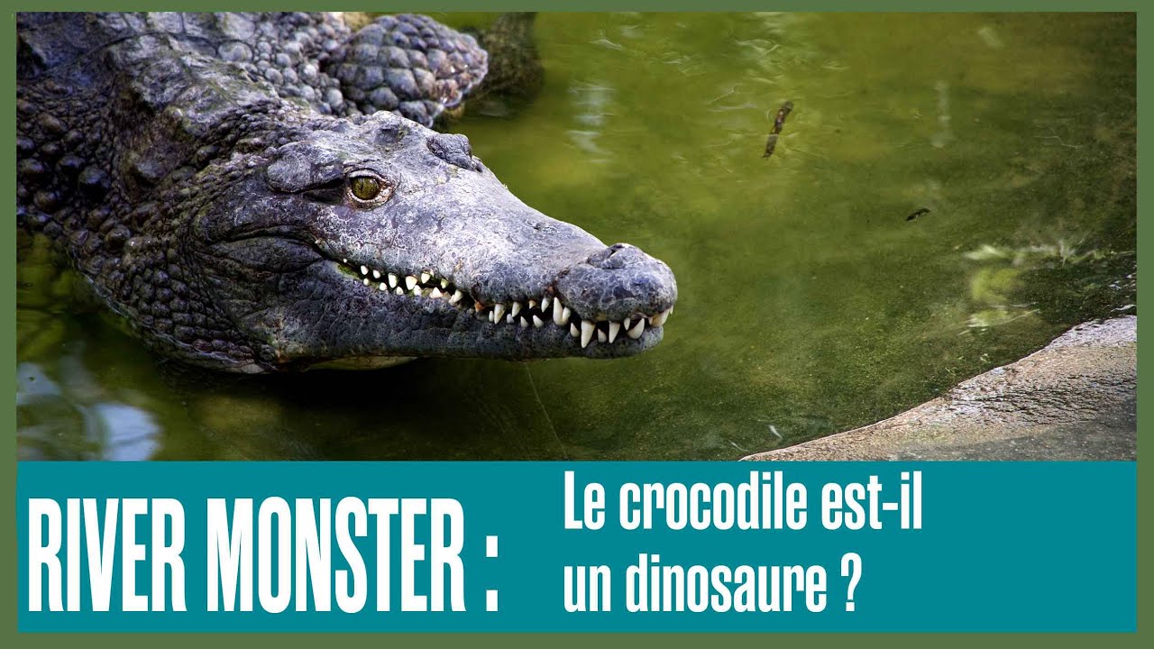 RIVER MONSTERS - Le crocodile est-il un dinosaure ?