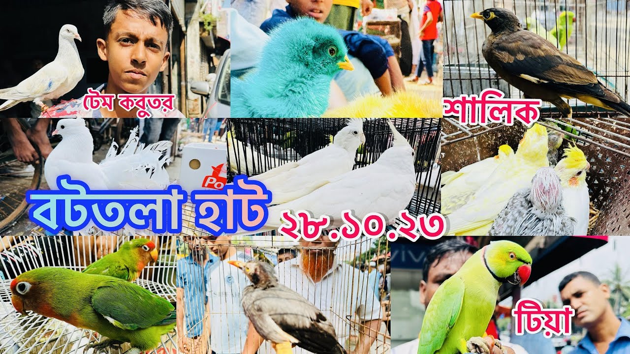 আজও জমজমাট মিরপুর ১৩ বটতলা পাখির হাট। Mirpur Pakhir hat।কবুতর,টিয়া,শালিক ও অন্যান্য পাখি এসেছে হাটে