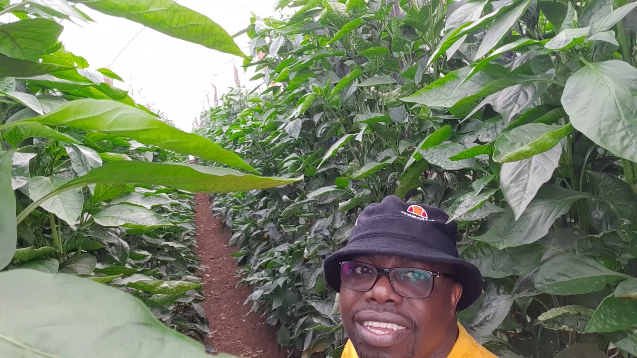 Efficacy of Greenhouse in sweet pepper production