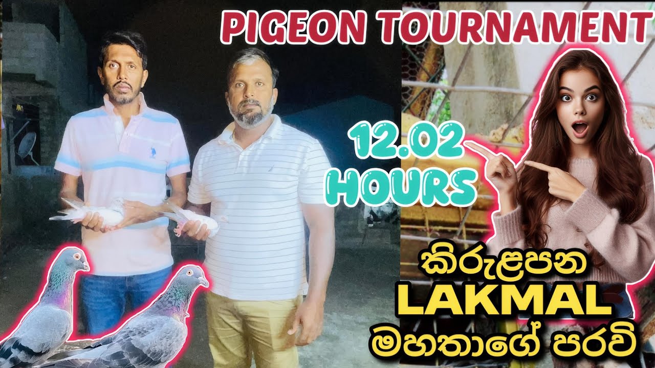 ✨🕊️🥰 TOURNAMENT එළවපු LAKMAL මහතාගේ පරවියන් දෙදෙනා...🙌🕊️💗💥#pigeon #pigeonlaver#kabootarloft05 #birds