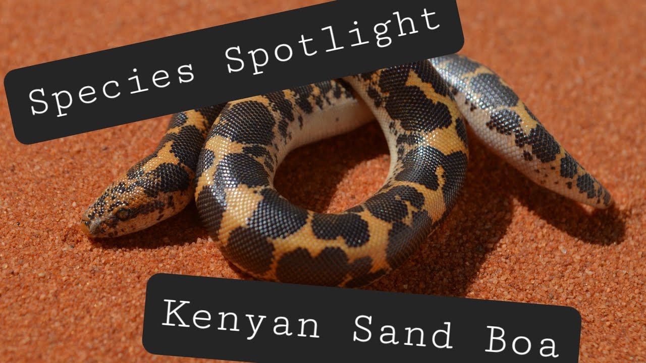 Species Spotlight - Kenyan Sand Boa