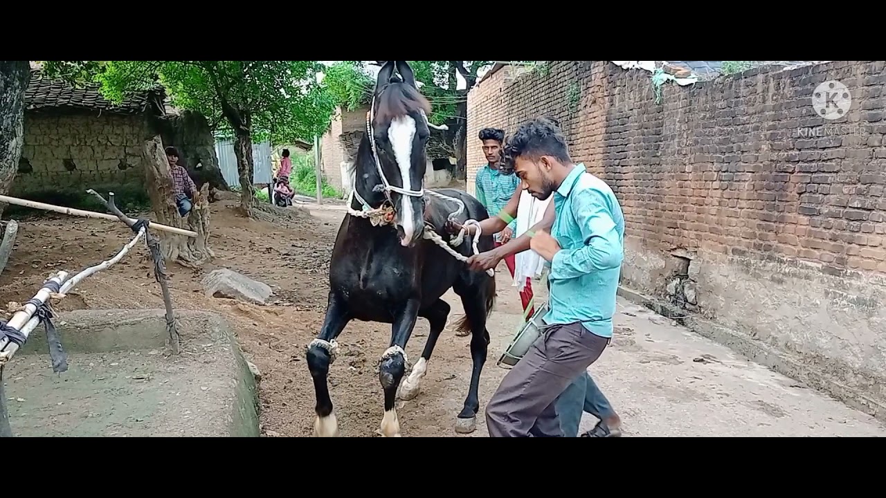 ghoda ka dance घोड़ा का डांस