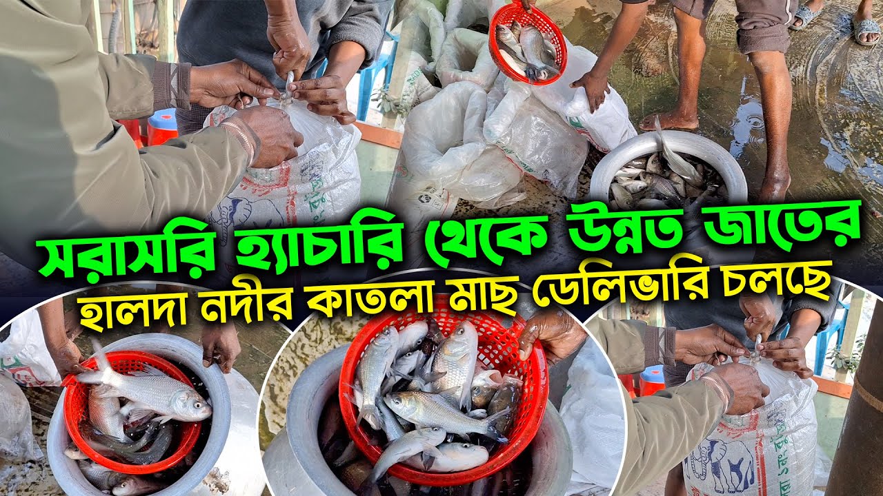 সরাসরি হ্যাচারি থেকে উন্নত জাতের হালদা নদীর কাতলা মাছ ডেলিভারি চলছে | পোনা বিক্রয়কেন্দ্র চাঁচড়া যশোর