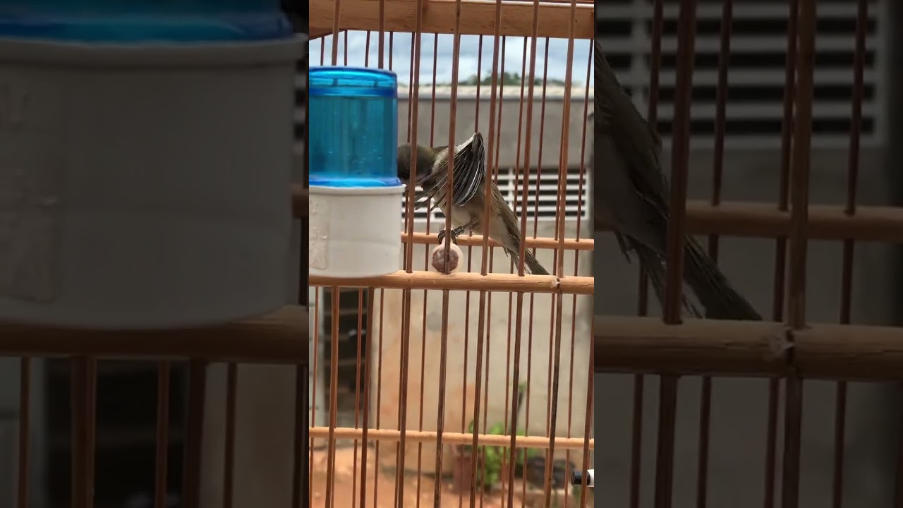 Chamego no seu banho matinal 🧼