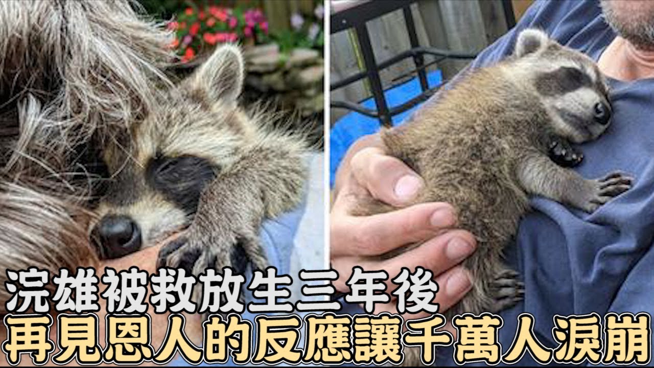 女子拯救浣熊放生三年後,再見時浣熊的反應讓人淚崩...｜寵物｜動物｜救援｜感動｜暖心