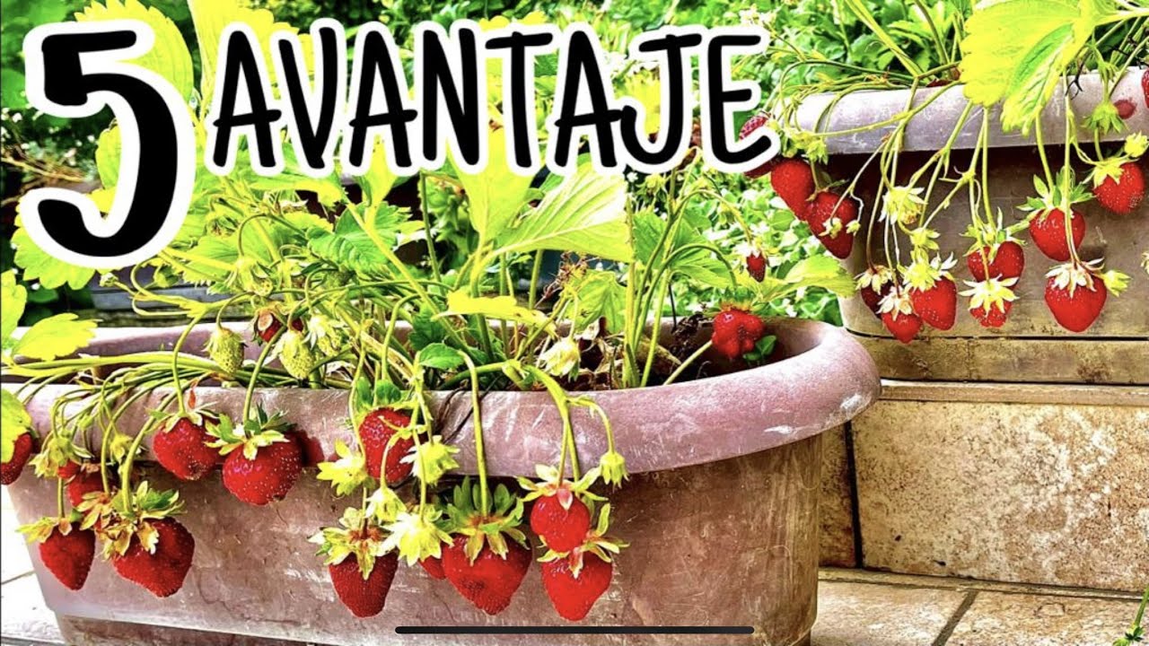 Cum cultivam capsunii in jardiniere sau ghivece. De ce merita?