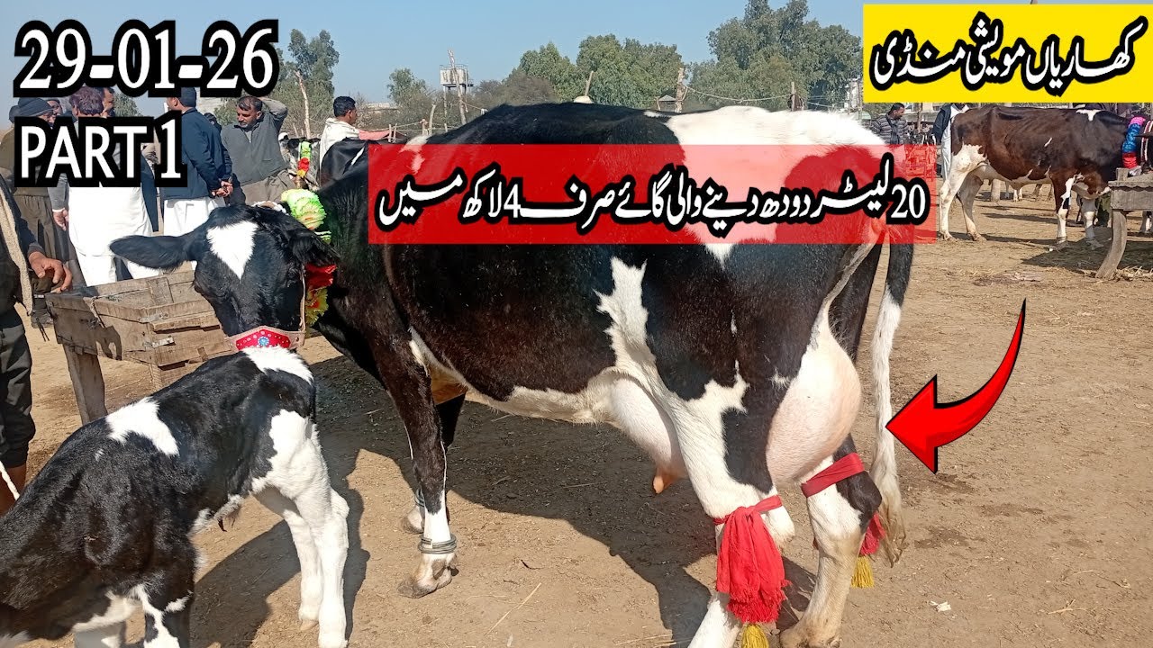 20 Liter Doodh Dene Wali Gaaye Sirf 4 Lakh Main Kharian Maveshi Mandi 29 Jaunary 2026