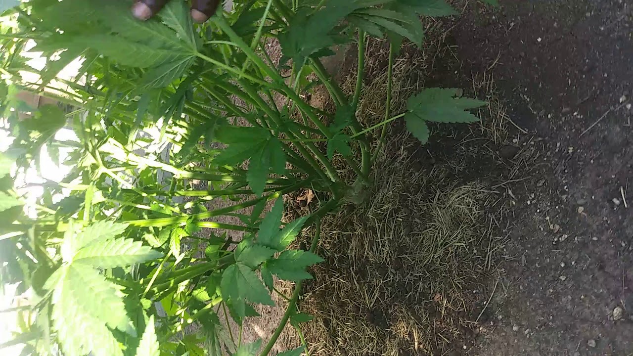 Kali Outdoor Cannabis Grow 2019!! They're just 2 months old!
