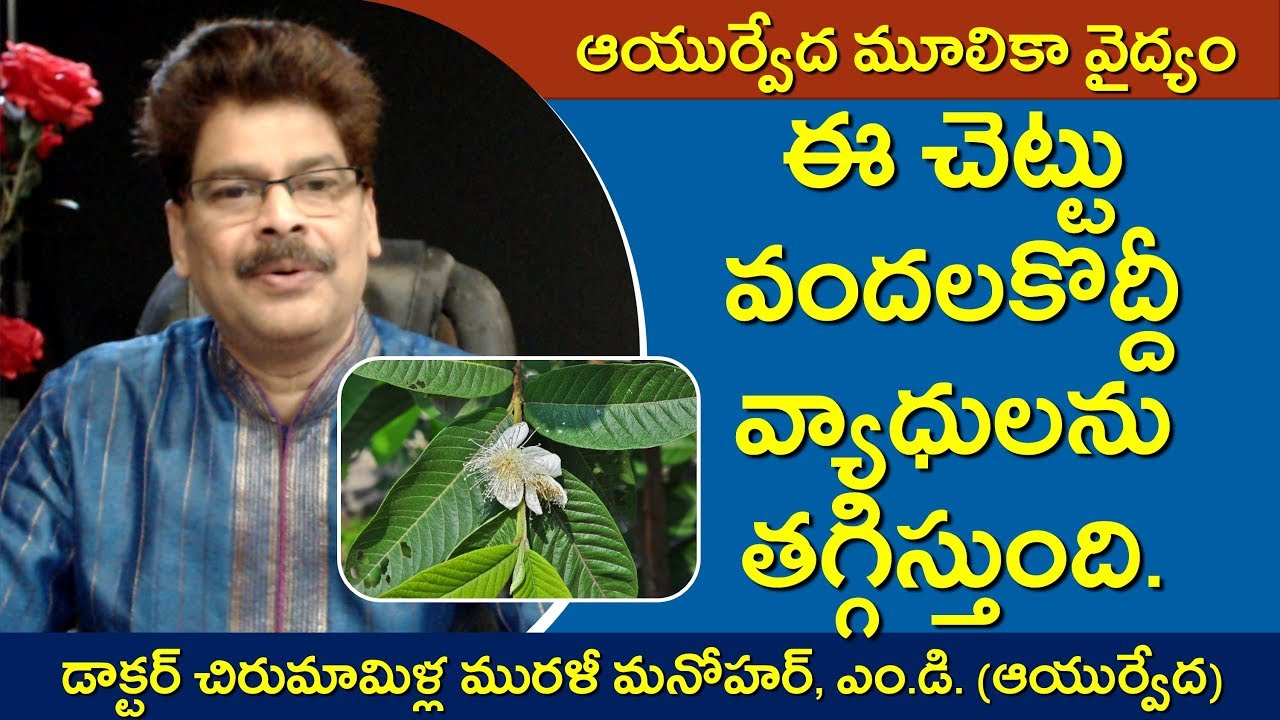 వందలకొద్దీ వ్యాధులను తగ్గించే జామ. Amazing Remedies with Guava Fruit and Tree in Telugu.