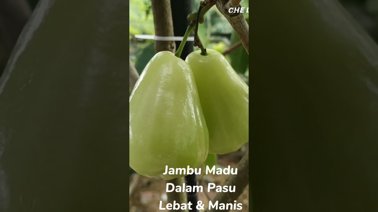 Jambu Madu Dalam Pasu Lebat dan Manis