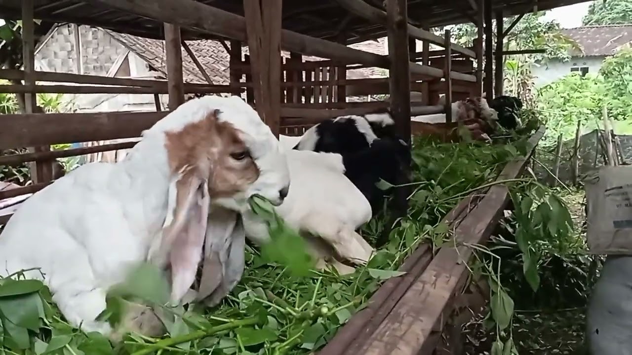 KAMBING JAWA RANDU MAKAN RUMPUT UJIAN ATU RUMPUT LIAR