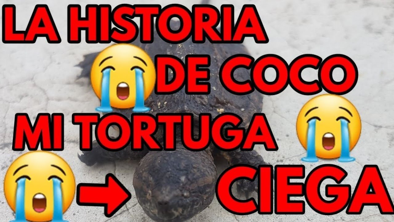 La historia de COCO mi tortuga CIEGA|TORTUVICIOSOS