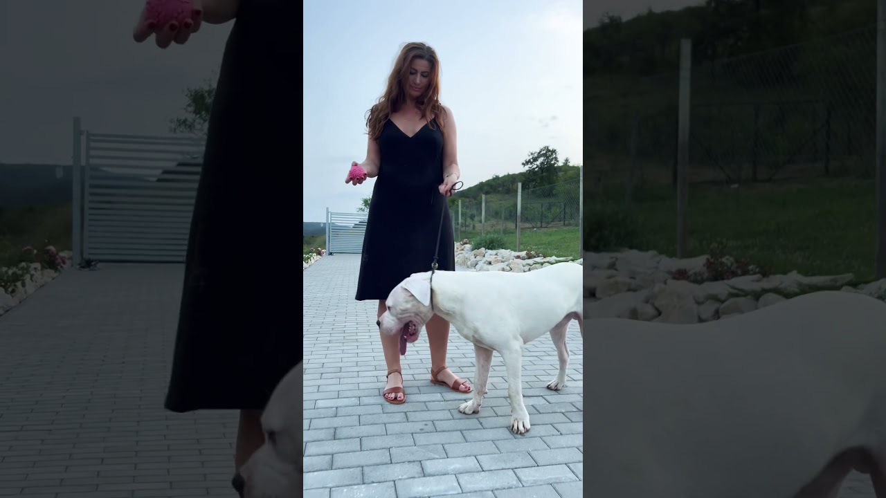 8 months Dogo Argentino male.#dogo #dogoargentino #dogoftheday