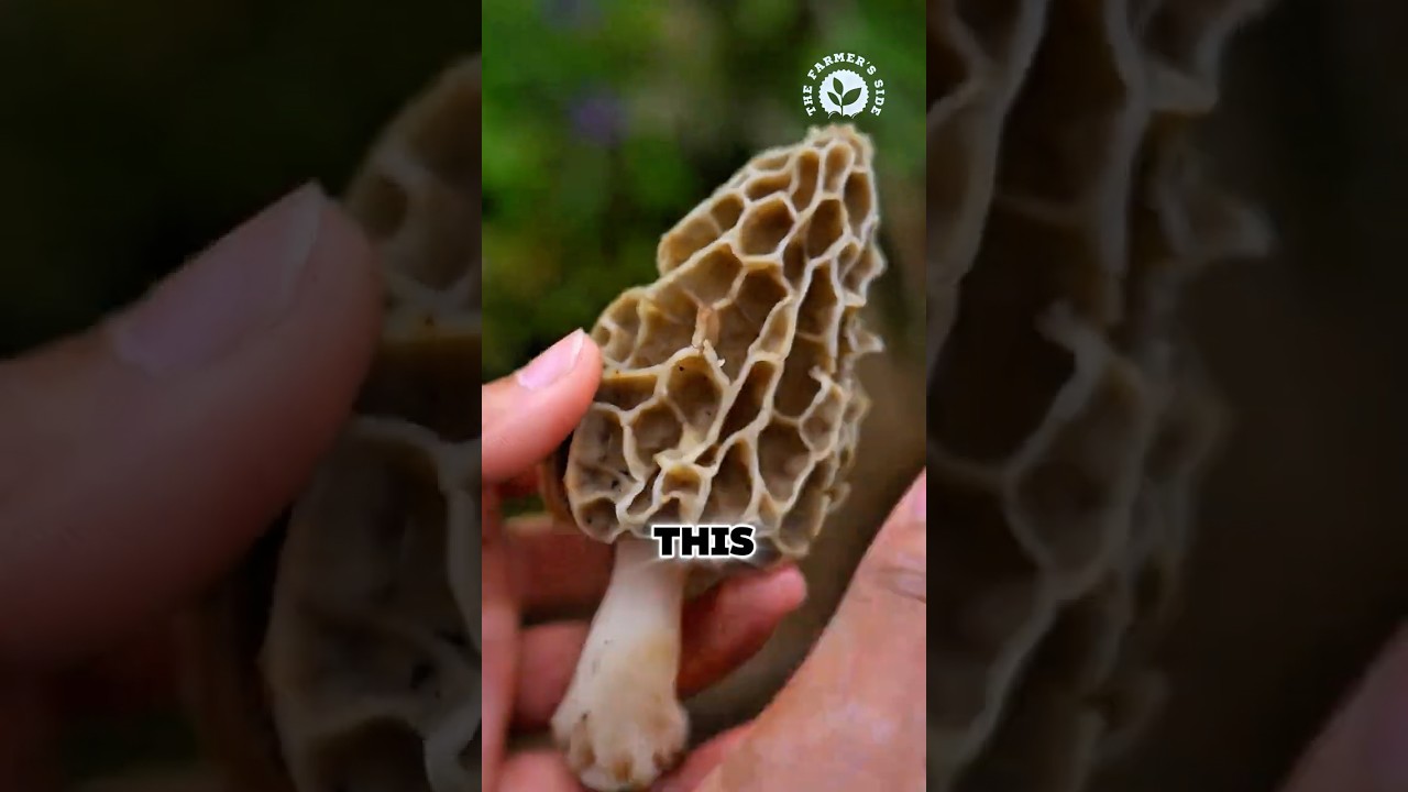 Preparing Wild Morel Mushrooms the Traditional Way 🍄 #morelmushrooms #harvest #villagecooking