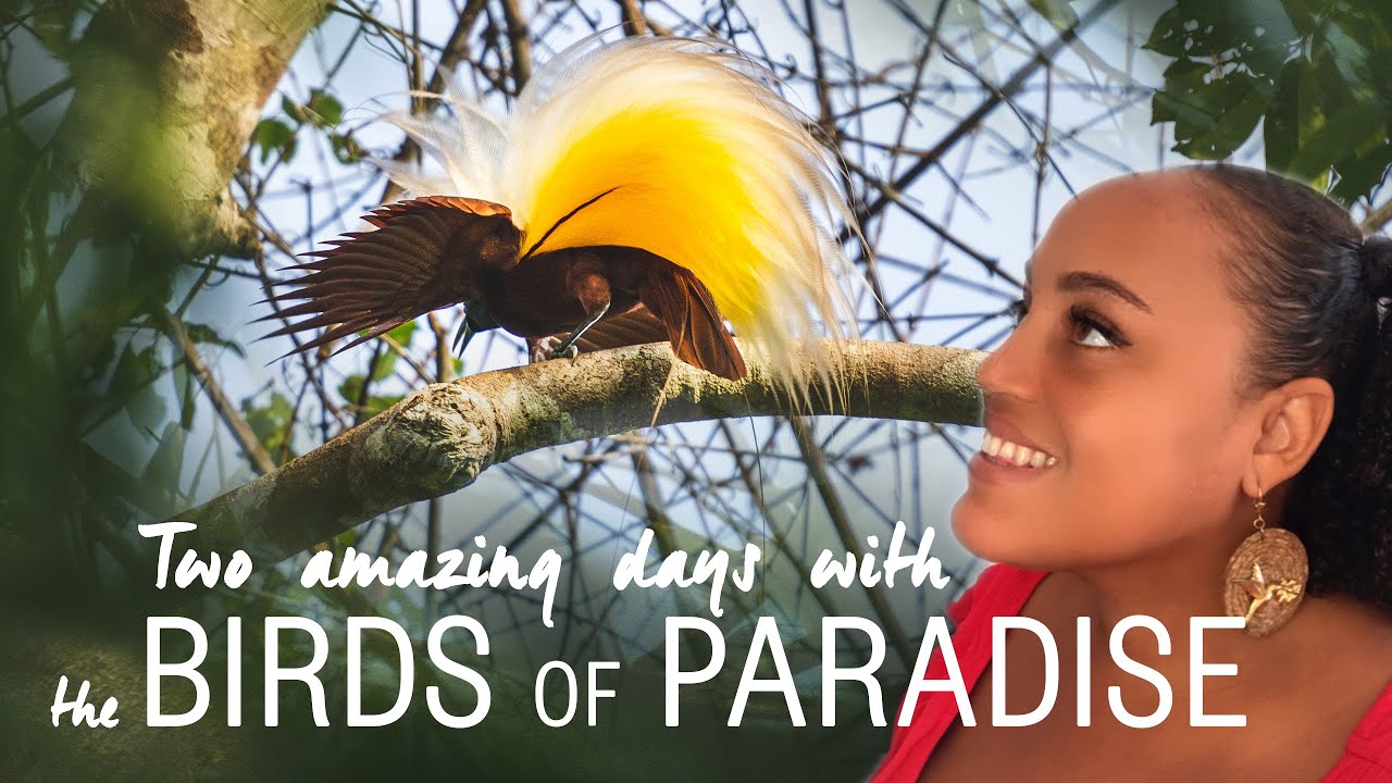 E05 | Two AMAZING days with the dancing Birds Of Paradise in Tanah Papua - How did we make it?