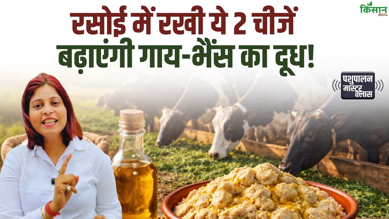 रसोई की 2 चीजों से बढ़ेगा गाय-भैंस का दूध | 7 दिन में दिखेगा असर | देसी पशुपालन नुस्खा Dairy Farming