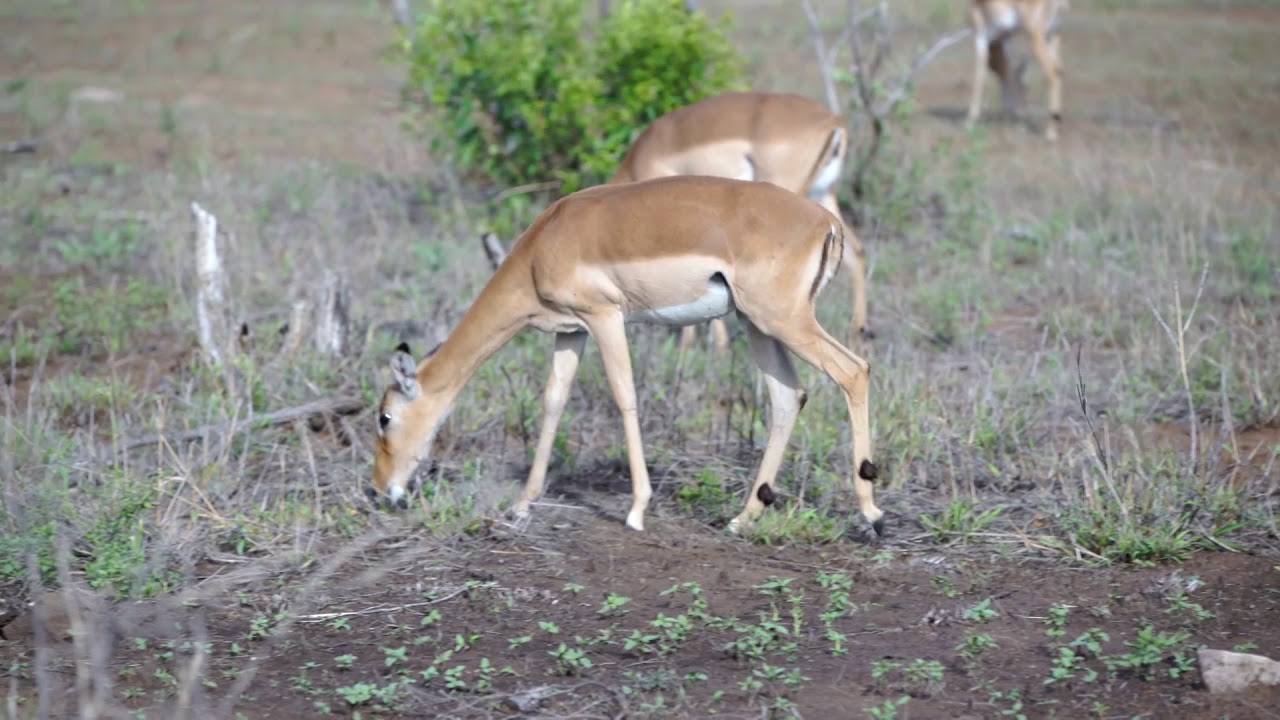 Majestic Animals &mdash; The Impala