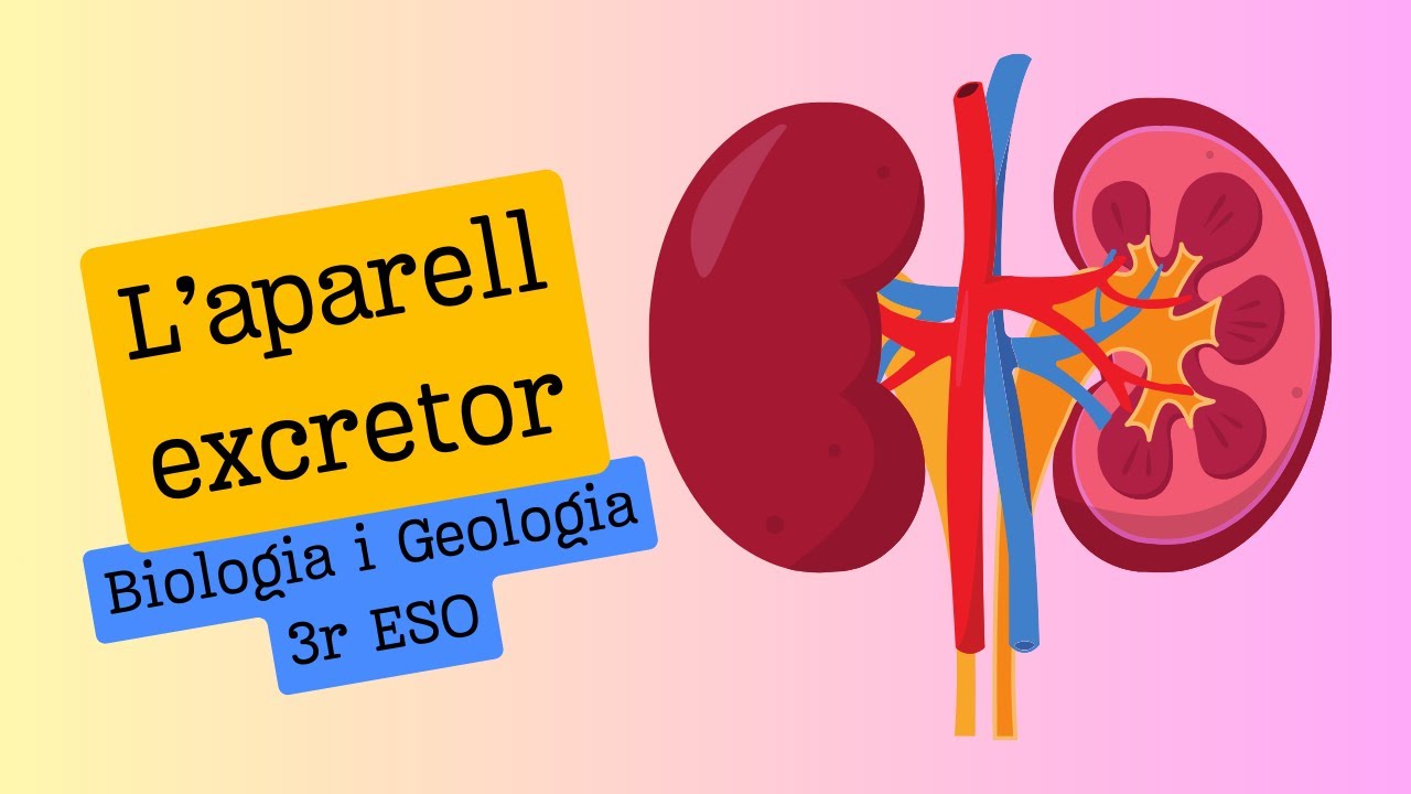 L&rsquo;Aparell Excretor - 3r ESO - Biologia i Geologia