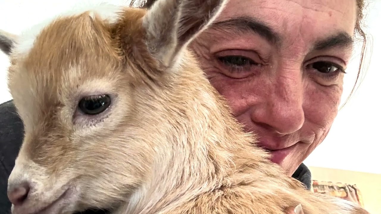 Baby goat sparrow my little angel rest peacefully I miss u so much and love u