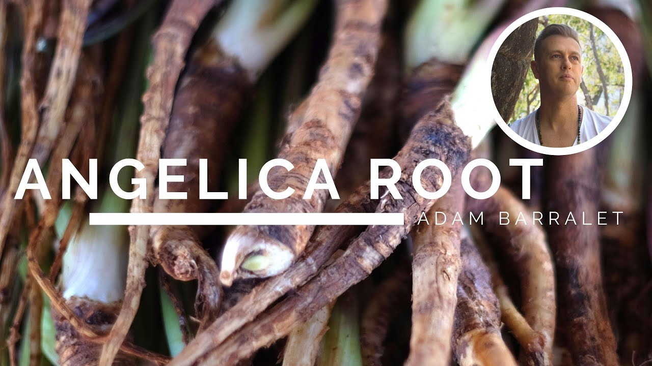 Angelica Root