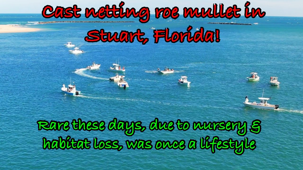 2023 Roe Mullet Run / Spawn in St Lucie Inlet Stuart Florida Cast Net / Commercial Fishing