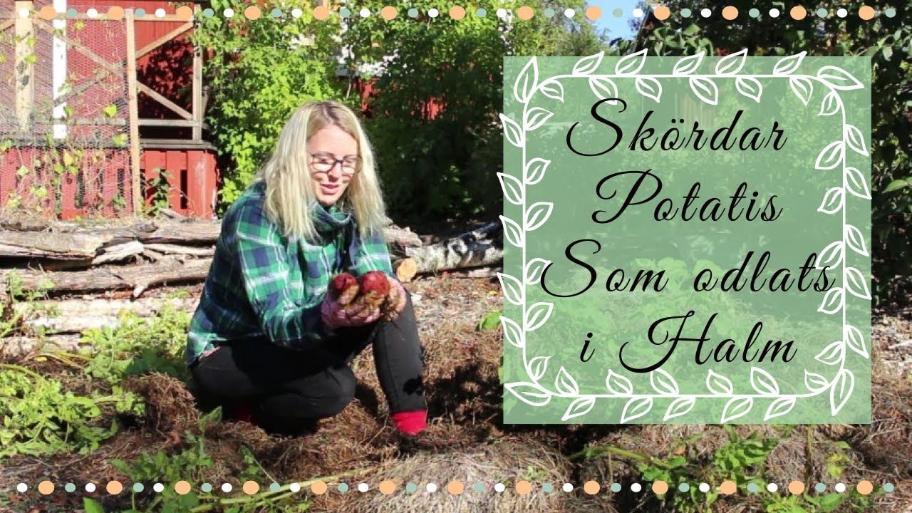 Skördar potatis som odlats i halm - Täckodling