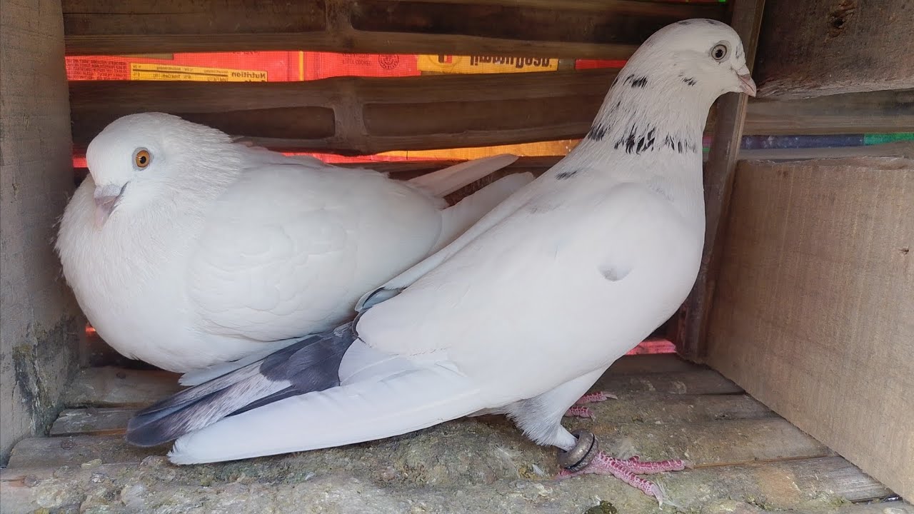 Amarpyra   #Jodi Bhalo Lage commentary janiye# #Devend🕊️🕊️🥰🥰👍