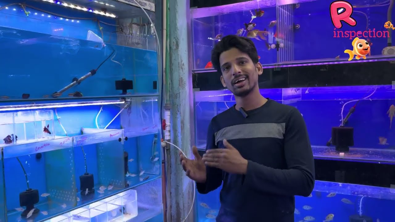 Water World Fish Aquarium Again New Planted Fish Stock Available Best Price 