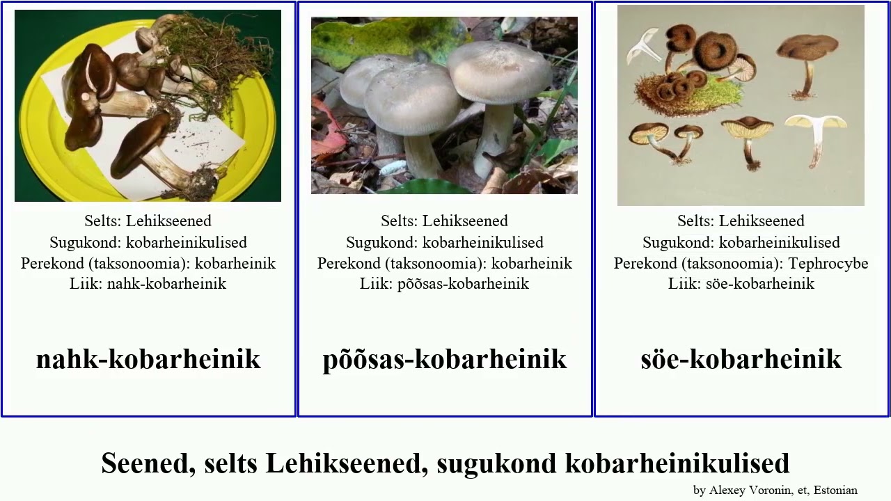 Seened, selts Lehikseened, sugukond kobarheinikulised fungus parasiitlehik Agaricales tolmav