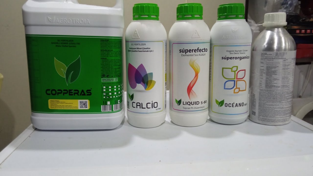 zeytin de çiçek öncesi en önemli uygulama verim 100de 100 artacak