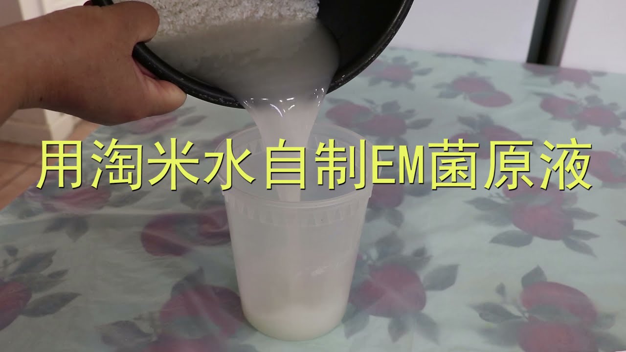 在家用淘米水低成本自制EM菌原液，省钱又环保！The Simplest & Cheapest way to make EM ( Effective Microorganisms)