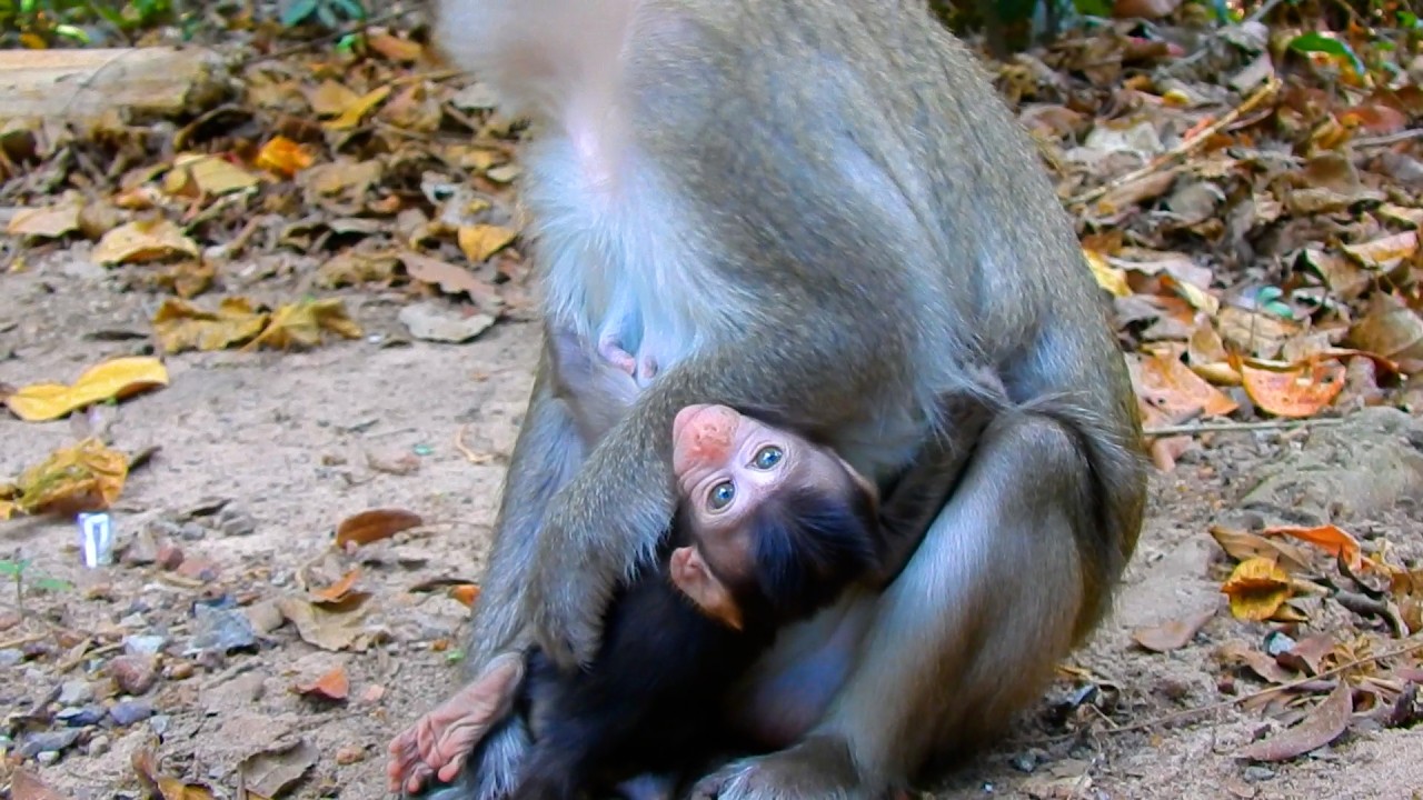 Monkey Anna Weans Cute Amina Milk While She Is Gettign Hungry | @BuBuMonkeyTV