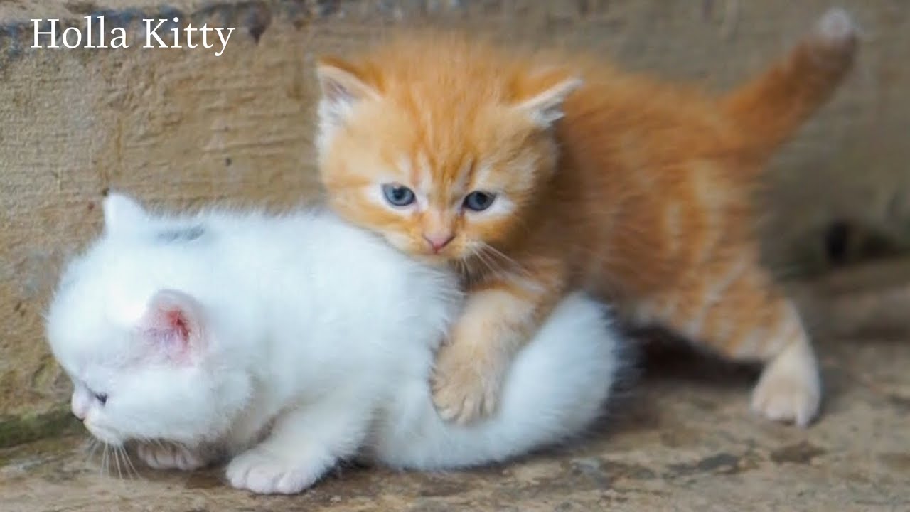 Adorable Kittens Frolicking on the Grass – Funny & Cute Cat Videos with Meows! 🐱💚