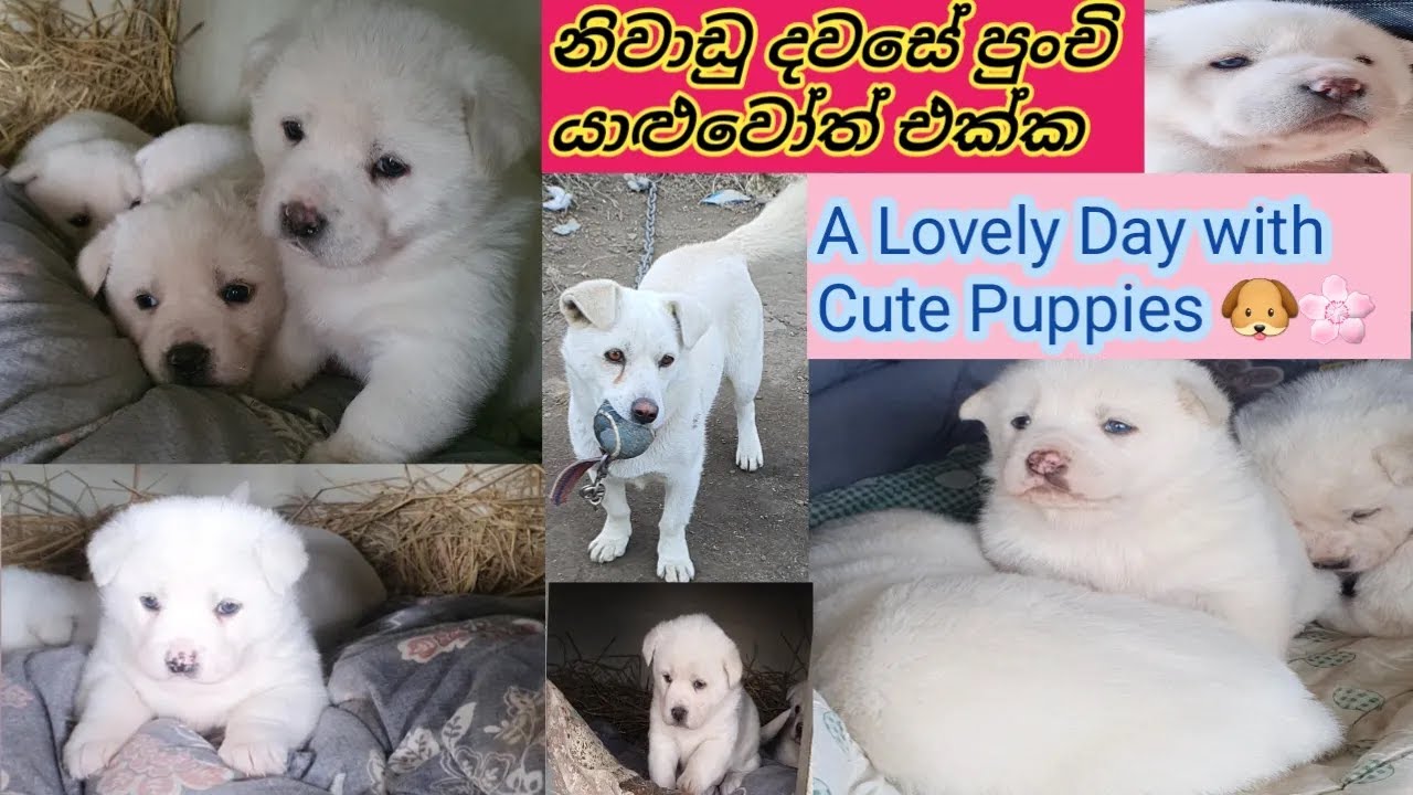 නිවාඩු දවසේ පුංචි යාළුවෝත් එක්ක 🐾❤️A Calm Holiday Day with My Little Friends | Korea Vlog❤️🤌