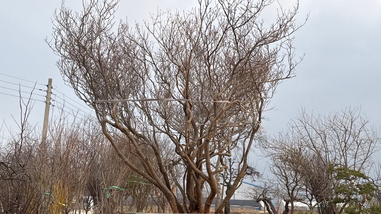 제55회 3월 15일 일요일 (유)정원1농업회사법인 분재 정원수 특수목 실시간 경매