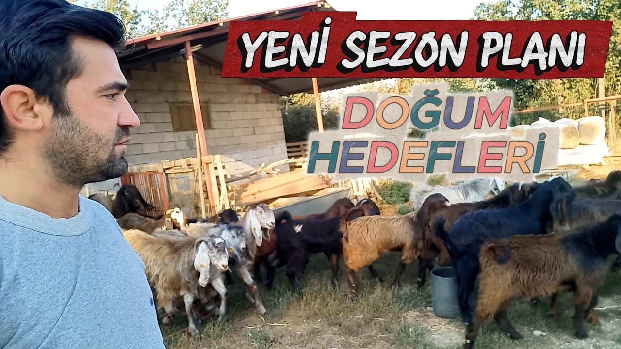 YENİ SEZON HEDEFLERİMİZ | Halep Keçisi Yetiştiriciliği