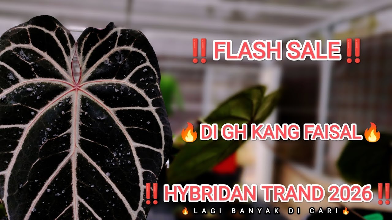 ‼️ FLASH SALE ‼️ DI GH KANG FAISAL🔥🔥🔥