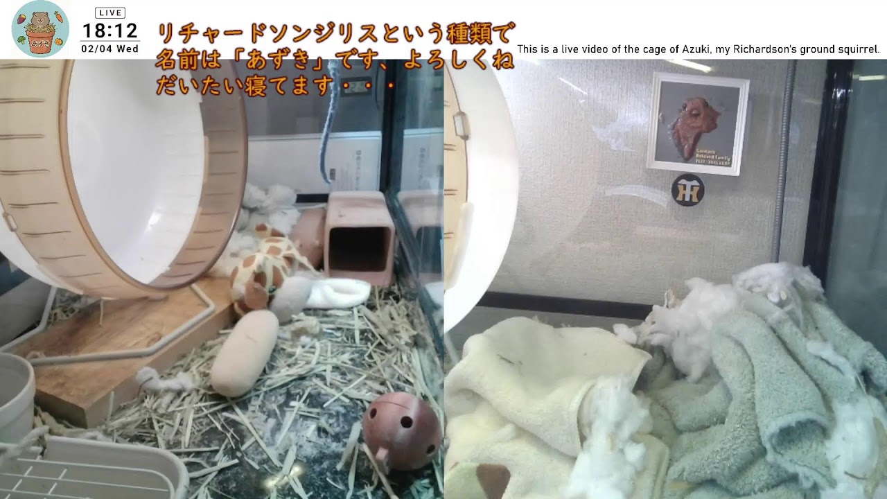 2026-02-04 オヤツ規制期間スタート(-_-;)