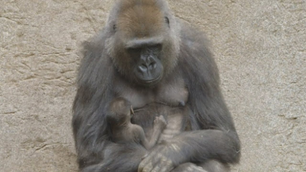 Baby gorilla and mum's emotional reunion after overcoming pneumonia