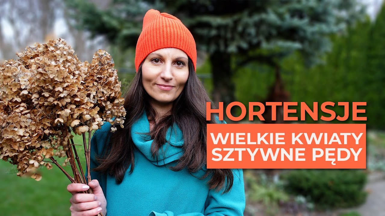 Chcesz mieć piękne hortensje? Sekrety cięcia i nawożenia. Wielkie kwiaty i sztywne pędy!