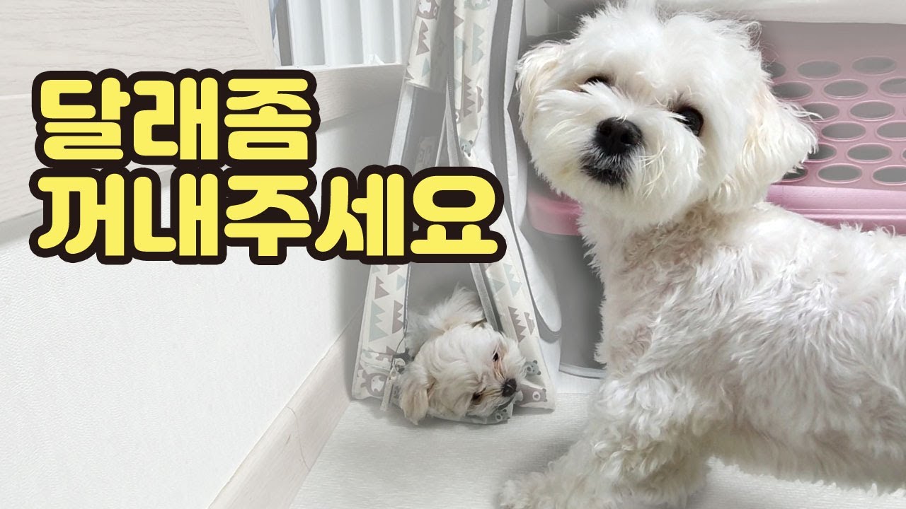 우리 아기가 끼었어요 도와주세요..