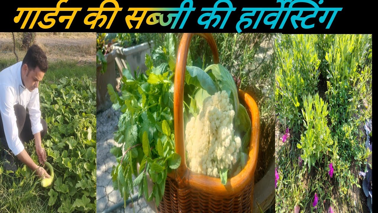 आज करी हमने गार्डन से सब्जियों की हार्वेस्टिंग #organicgardening #garden 