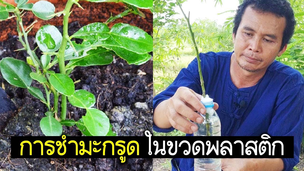 การชำมะกรูด ในขวดพลาสติก