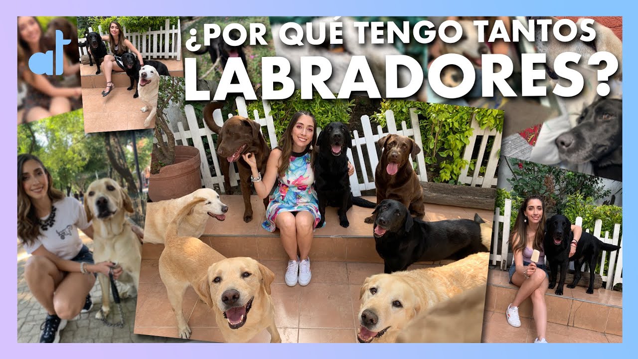 ¿Porqué tengo tantos PERROS?/ Ale Toledano